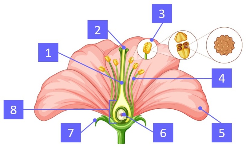 花の構造